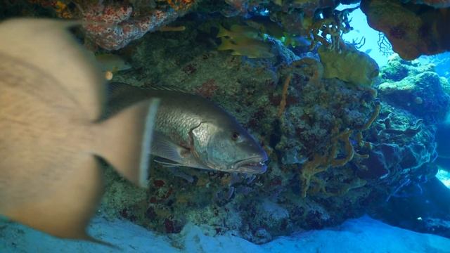 Bull Sharks, Rays and Turtles of Cozumel Channel - Бычьи акулы, скаты и черепахи пролива Косумель смотреть онлайн