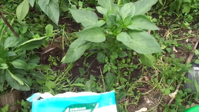 Перец вырастает крупный, сладкий и мясистый после этой подкормки. смотреть онлайн