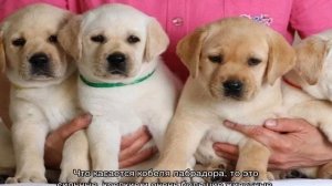 Щенки лабрадора: сколько стоят и как выбрать