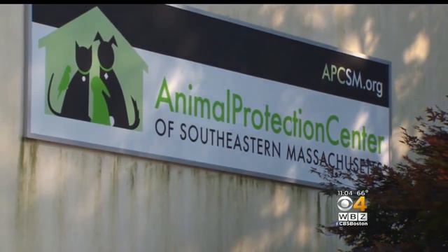 Chihuahua Left In Carrier Outside Animal Shelter Dies Of Heat Stroke; Reward Offered For Info смотреть онлайн