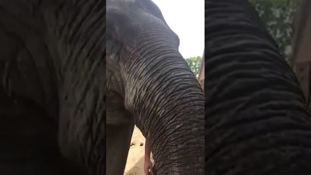 Fun Visit To The Berlin Zoo! смотреть онлайн