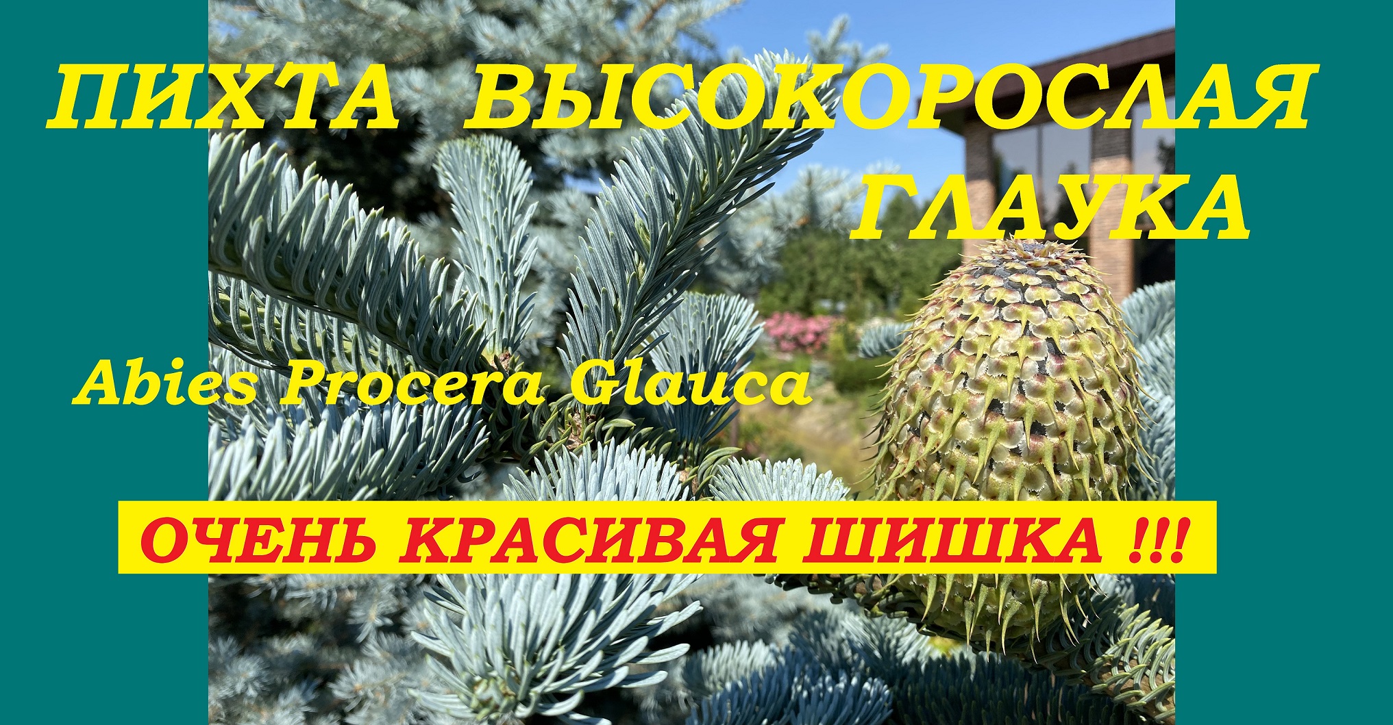 Очень красивая шишка.Пихта высокорослая Глаука (Abies Procera Glauca) смотреть онлайн