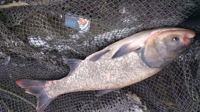 ТОЛСТОЛОБИК 5 кг. Ростов на Дону смотреть онлайн