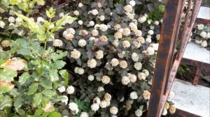 ПУЗЫРЕПЛОДНИК ДИАБОЛО - ЯРКИЙ АКЦЕНТ САДА