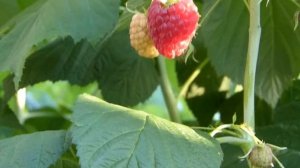 Малина Покуса.