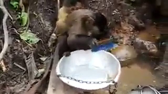 Мартышка посудомойка смотреть онлайн