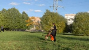 Все о породе бельгийская овчарка малинуа. Все о бельгийской овчарке малинуа