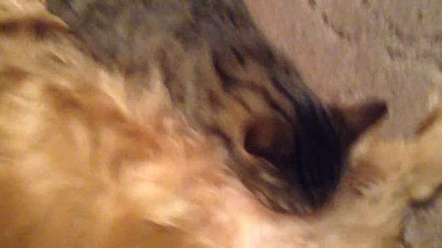 Кот сосёт сиську у собаки смотреть онлайн