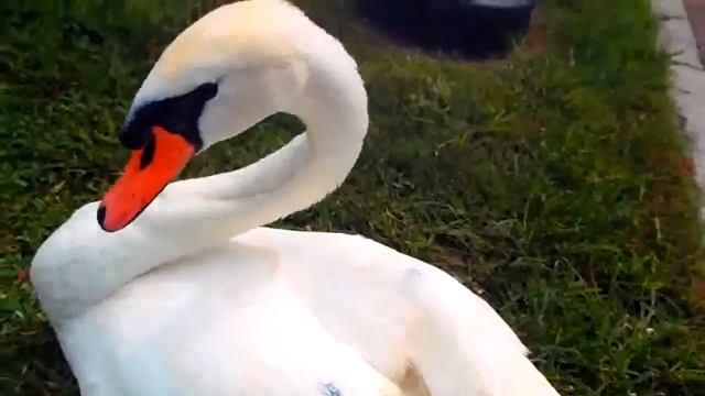 № 1040 США Лебедь бывает кусачий, птенцы Lake Eola Orlando FL смотреть онлайн