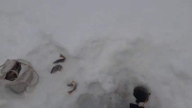 Послекрещенская оттепель, река Лена за островом. смотреть онлайн