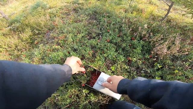 В этом году МОРЕ КЛЮКВЫ. Полные ведра ЯГОД. Не остались без ГРИБОВ! смотреть онлайн