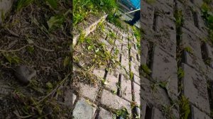 Чем очистить швы на тротуарной плитке? Щётка насадка на садовый триммер для межплиточных швов