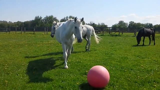 Игра в футбол с лошадью. смотреть онлайн