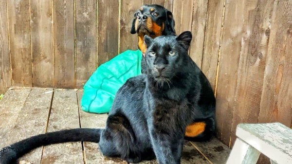 Знакомьтесь, пантера Луна и ротвейлер Венза