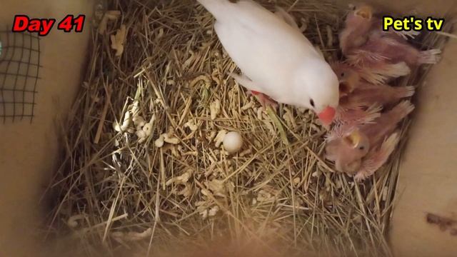 Java breeding progress | feeding chicks | day 41 to day 42 | Pets tv смотреть онлайн