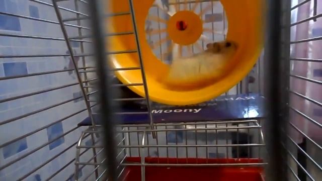 Хомячки джунгарики - забавные домашние питомцы смотреть онлайн