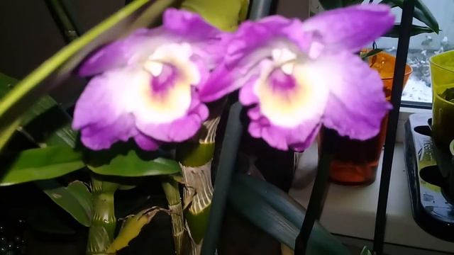 Обзор моих орхидей-цветущие и "малыши" смотреть онлайн