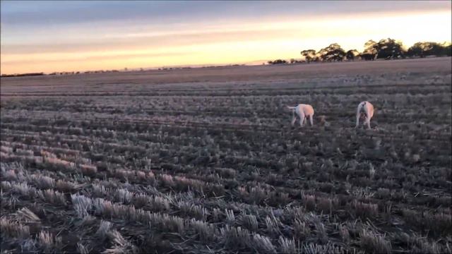 Stubble Quail Hunting Victoria, Australia 2018 смотреть онлайн