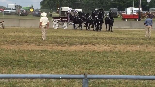 Belgian, Percheron 6 horse hitches смотреть онлайн