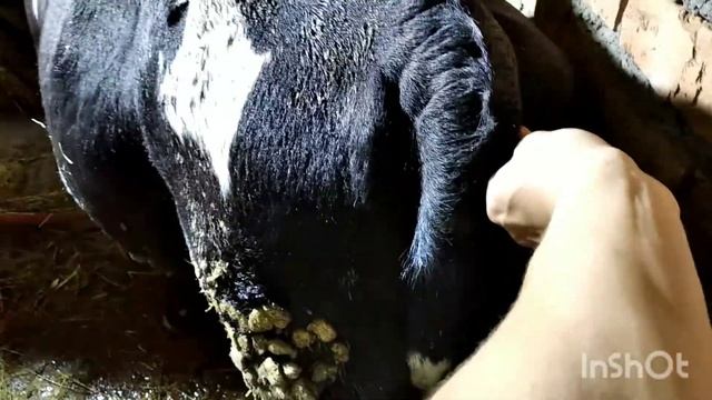 Бык мочится кровью. Лечим смотреть онлайн