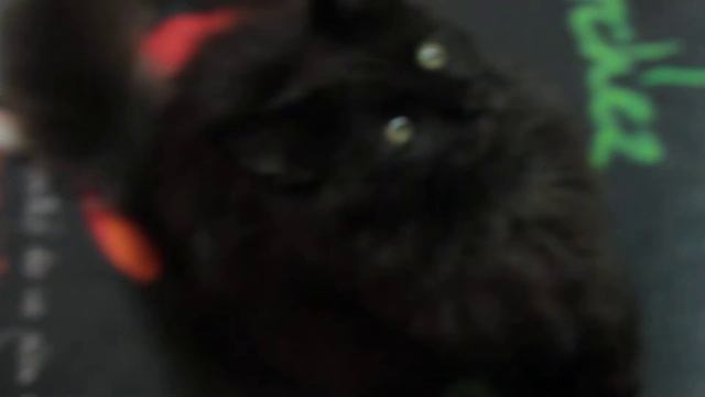 КОТЯТА МЕЙН-КУН ИЗ ПИТОМНИКА PORTER*RU смотреть онлайн