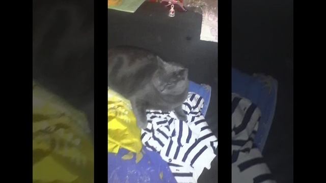 Про кота Фоса смотреть онлайн