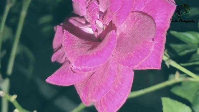 The Beauty In My Garden || #Shubh Photography||