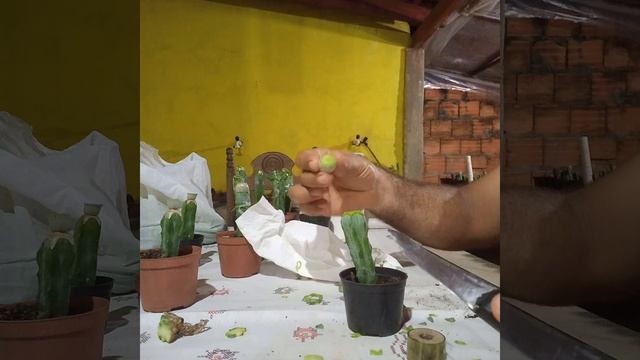 Enxertia,  Base Usada Myrtillocactus Geometrizans