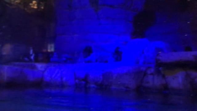 И пингвины любят играть. дубай молл. Подводный зоопарк. Dubai Aquarium & Underwater Zoo смотреть онлайн