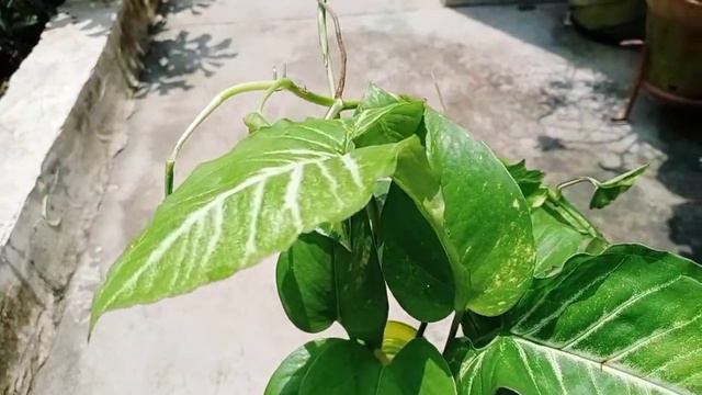 How to grow SYNGONIUM plant in water by cuttings/Update on plants which can be grown by cuttings. смотреть онлайн