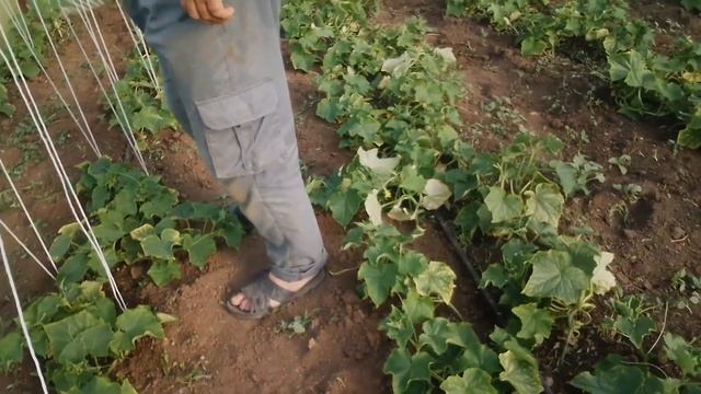 Клубника супер.... а огурец спасаем. смотреть онлайн