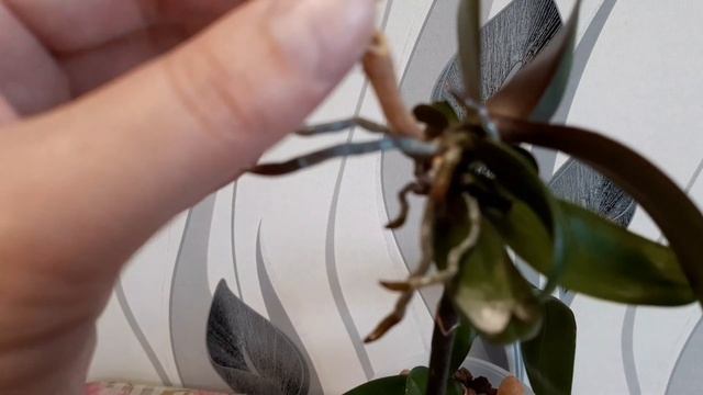 Многодетная реанимашка, сорт Пикассо ??? смотреть онлайн