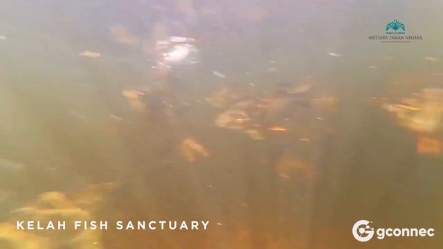 Taman Negara (National Park Malaysia) | Things To Do in Pahang смотреть онлайн