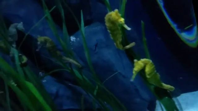 Аквариум Sea Life, Германия Мюнхен смотреть онлайн