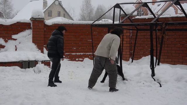 Ризеншнауцер Лабари, работа против двоих смотреть онлайн