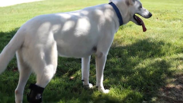Dog Ankle Splint | Dog Tarsal Hock Splint смотреть онлайн