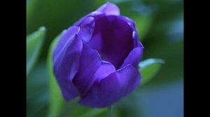 Сказка про цветы