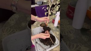 Фикус бенджамина Де Гантель. Прогресс за год. Пересадка.