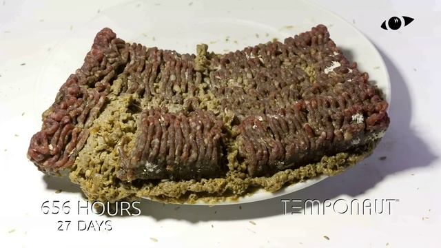 Top 10 Rotting Food Timelapses смотреть онлайн