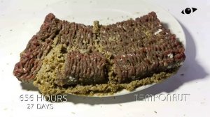 Top 10 Rotting Food Timelapses