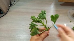 Укоренение черенка пеларгонии (герани)  в вермикулите.