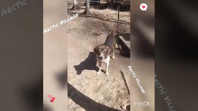 Хаски Центр Белый Ветер(Частные ездовые собаки)Arctic Village,Spb смотреть онлайн