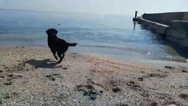 -Успокойся, дай мне мячик!/- Calm down, give me the ball! смотреть онлайн