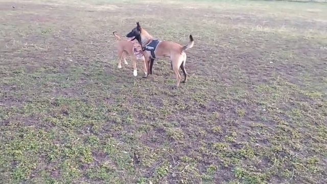 American Staffordshire Terrier & Malinois-Belgian Shepherd