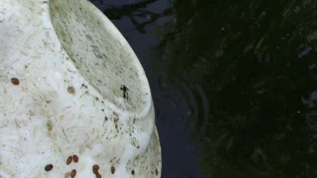 Уход за прудом - водоемом летом. смотреть онлайн