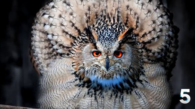 10 интересных фактов о совах смотреть онлайн