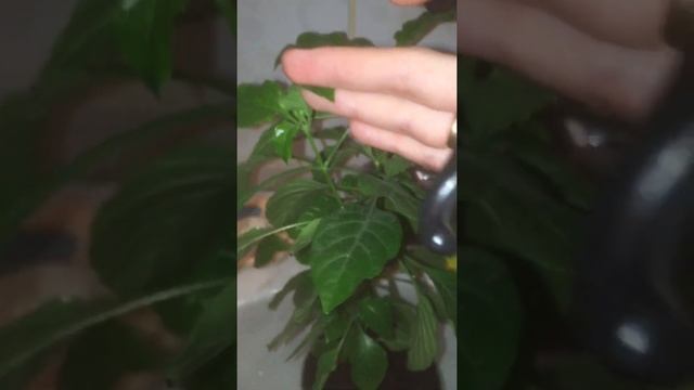 Кроссандра размножение и пересадка смотреть онлайн