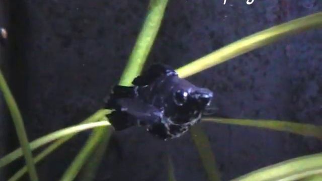 Poecilia ballon - Pesci Acquario Dolce смотреть онлайн