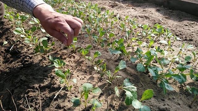 Профилактика чёрной ножки на рассаде капусты смотреть онлайн