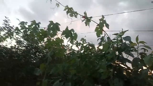 виноград рошфор смотреть онлайн